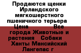 Продаются щенки Ирландского мягкошерстного пшеничного терьера › Цена ­ 30 000 - Все города Животные и растения » Собаки   . Ханты-Мансийский,Лангепас г.